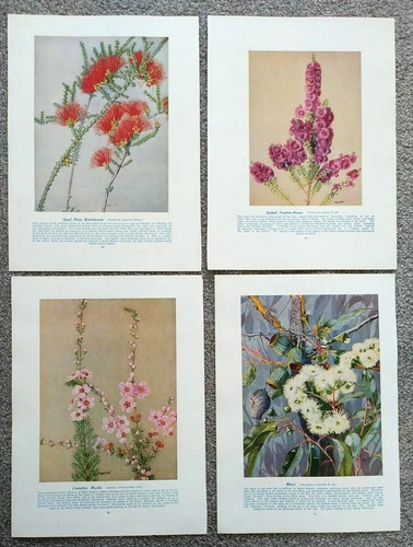 Australia wild flowers - wild,