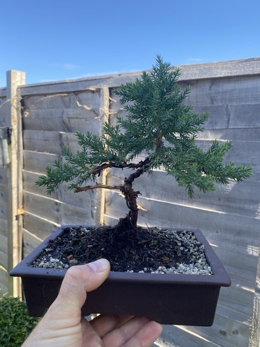 Juniper bonsai tree - juniper,