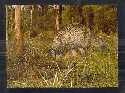 D8104 australia birds - birds, and