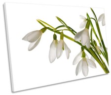 Snowdrop Floral Flowers CANVAS WALL ART Print Picture