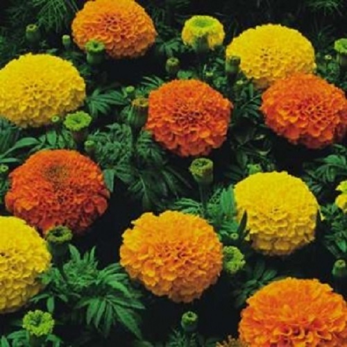 African marigold crackerjack - marigold,