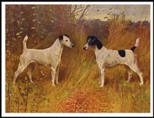Smooth fox terrier - terrier, dogs