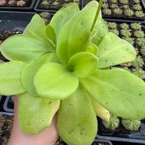 Pre sale pinguicula gigantea - pinguicula,