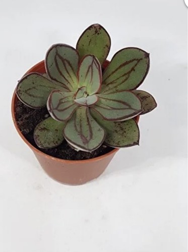 Echeveria nodulosa painted - nodulosa, *