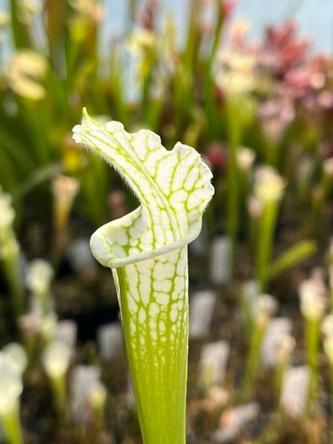 Sarracenia leucophylla - -,