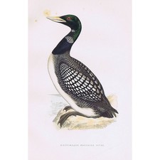 BIRDS White Billed Great Northern Diver - Hand Coloured Antique Print 1891
