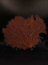 Large gorgonian sea fan soft