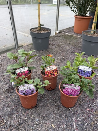 Hanging basket plants mix - 5,