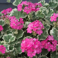 Geranium Madame Salleron