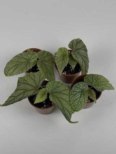 Begonia sinbad houseplant - begonia,