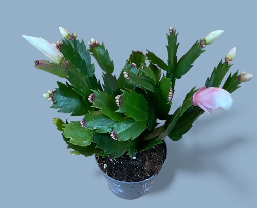 Christmas cactus - christmas,