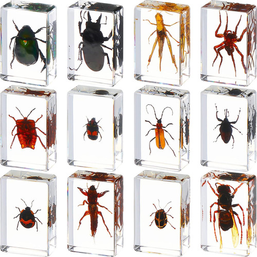 Insect specimens kit - specimens, 12