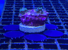 3x Marine Coral Frag Discs