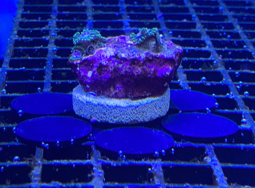 Marine coral frag discs - coral,