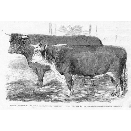 Cattle prize hereford - cattle, and