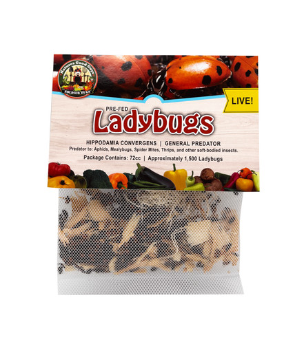 500 live ladybugs - ladybugs,