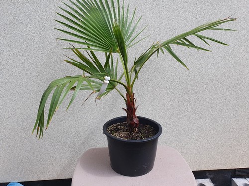 Washingtonia robusta mexican - robusta,
