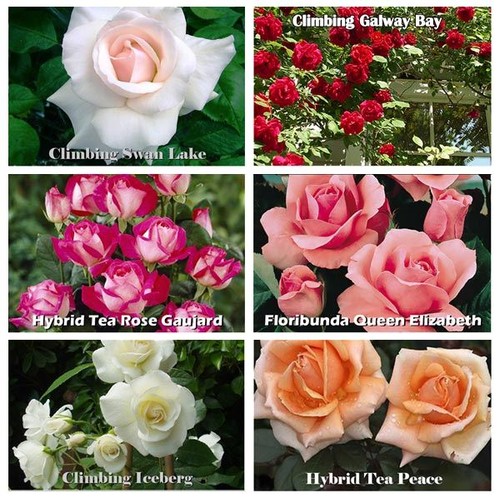 Fragrant climbing bush rose - 1,