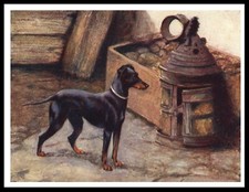 ENGLISH TOY TERRIER BLACK &