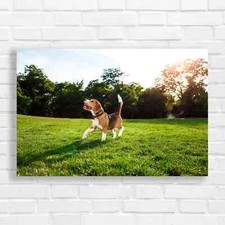 Playful Beagle Chasing Sunset