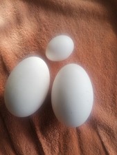 Freshly laid goose eggs x 2
