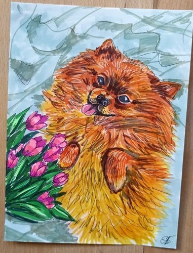 Pomeranian spitz dog - pomeranian,
