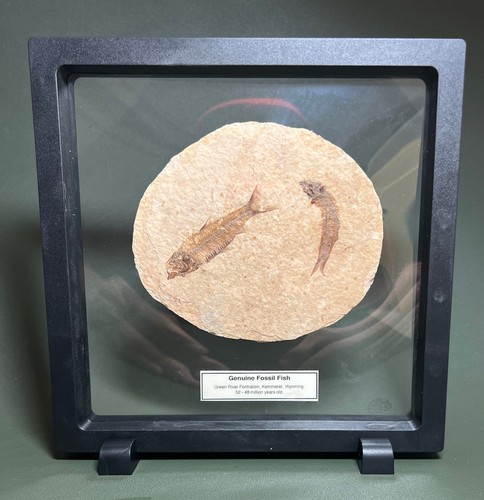 Framed pair fossil fish on - fossil,