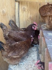 Rhode Island Red Fertilized