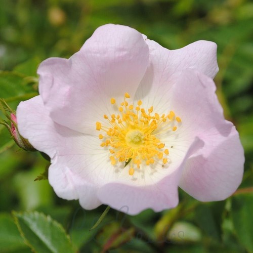 Rosa canina wild rose - rosa,