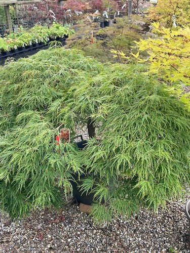 Acer palmatum dissectum