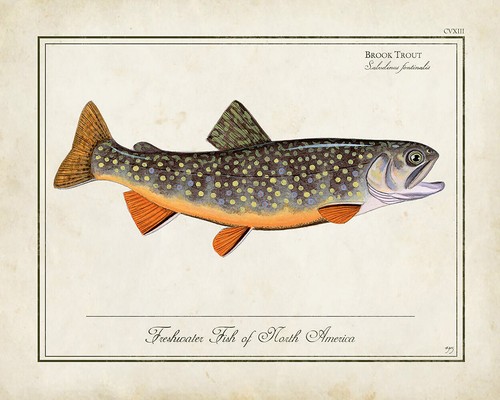 Vintage brook trout drawing - vintage,