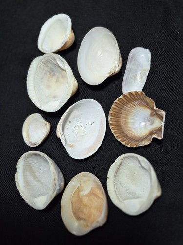 Mixed clam shells - 10,