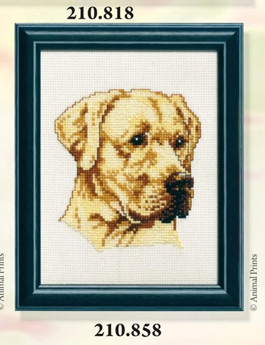 Golden labrador counted - counted, cross