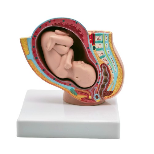 Human female pelvic section - human,