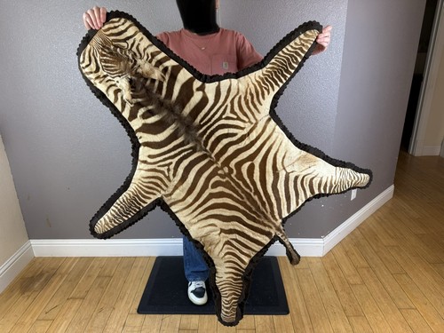 Real sub adult baby zebra - baby,