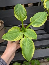 Hosta carnival in 1 L pot