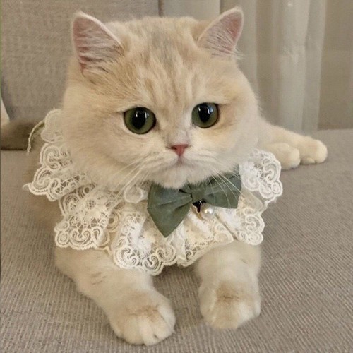 Cat clothes summer thin - cat,