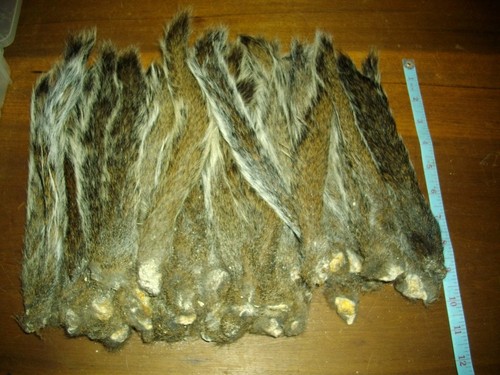 Grey squirrel tails - grey,