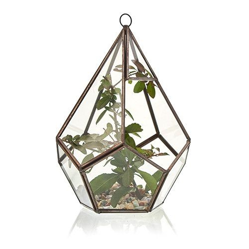 Glass terrarium large - terrarium,