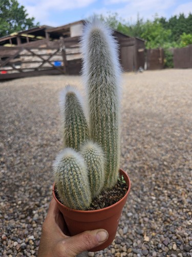 Silver torch cactus - torch,