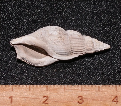 Exceptional large eocene - large,