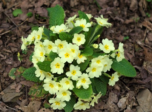 Primula vulgaris seeds the - primula,