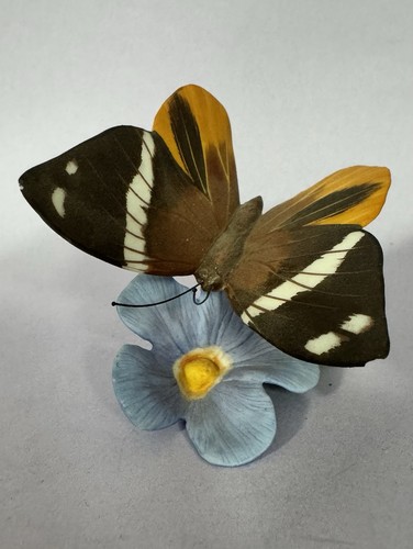 Tufted jungle king butterfly - tufted,