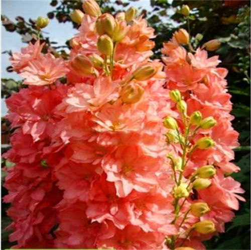 Delphinium salmon king - 25,