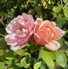 Albertine - Rambling Rose FREE NATIONWIDE DELIVERY