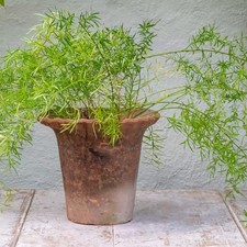 Rustic Terracotta Plant Pot