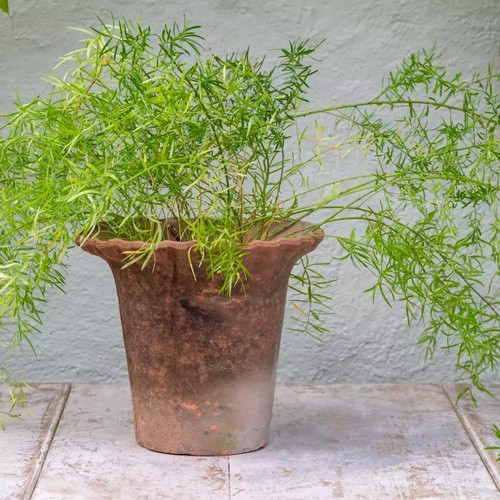 Rustic terracotta plant - rustic, pot