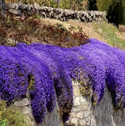 Rock cress cascade mix plug - cascade, x8