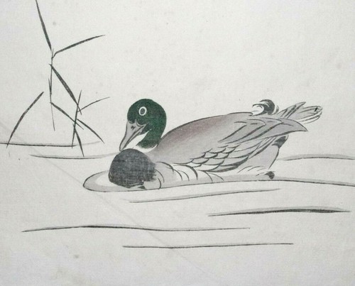 Gyokusho wild duck - gyokusho,