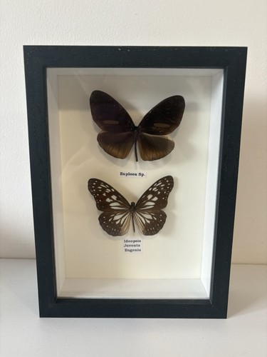Framed taxidermy butterflies - framed,